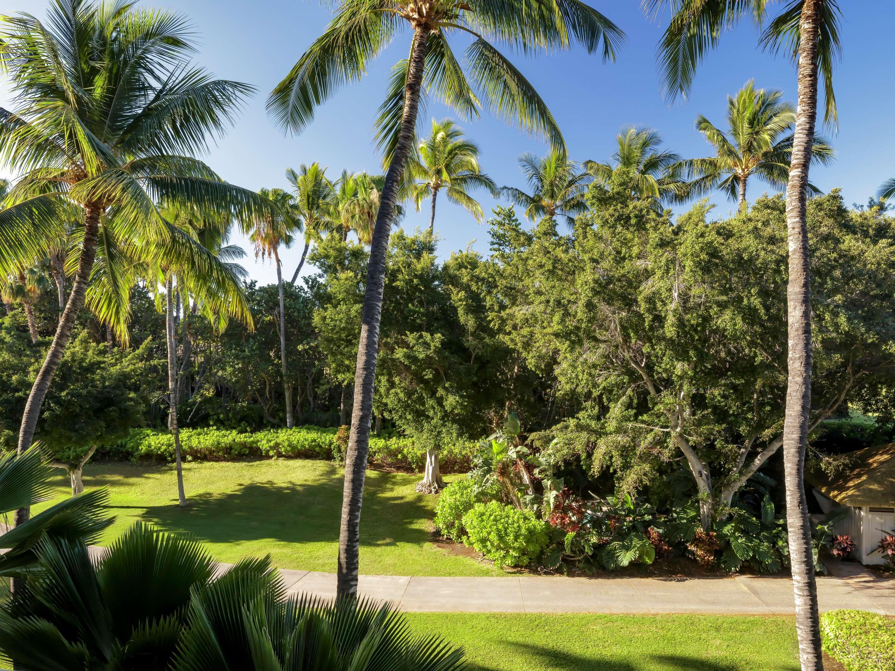Un jardin tropical avec des palmiers et une végétation luxuriante.