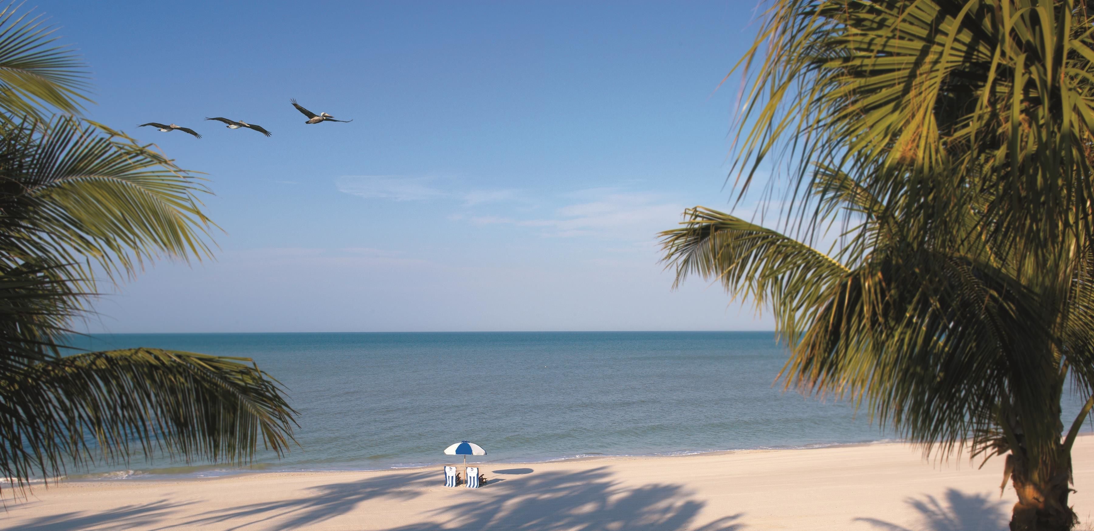 A beach with palm trees, a clear sky, and a few birds flying.