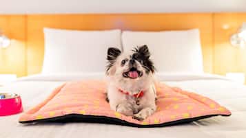 Standard Room, 2 Single Beds | Premium bedding, desk, blackout curtains, soundproofing