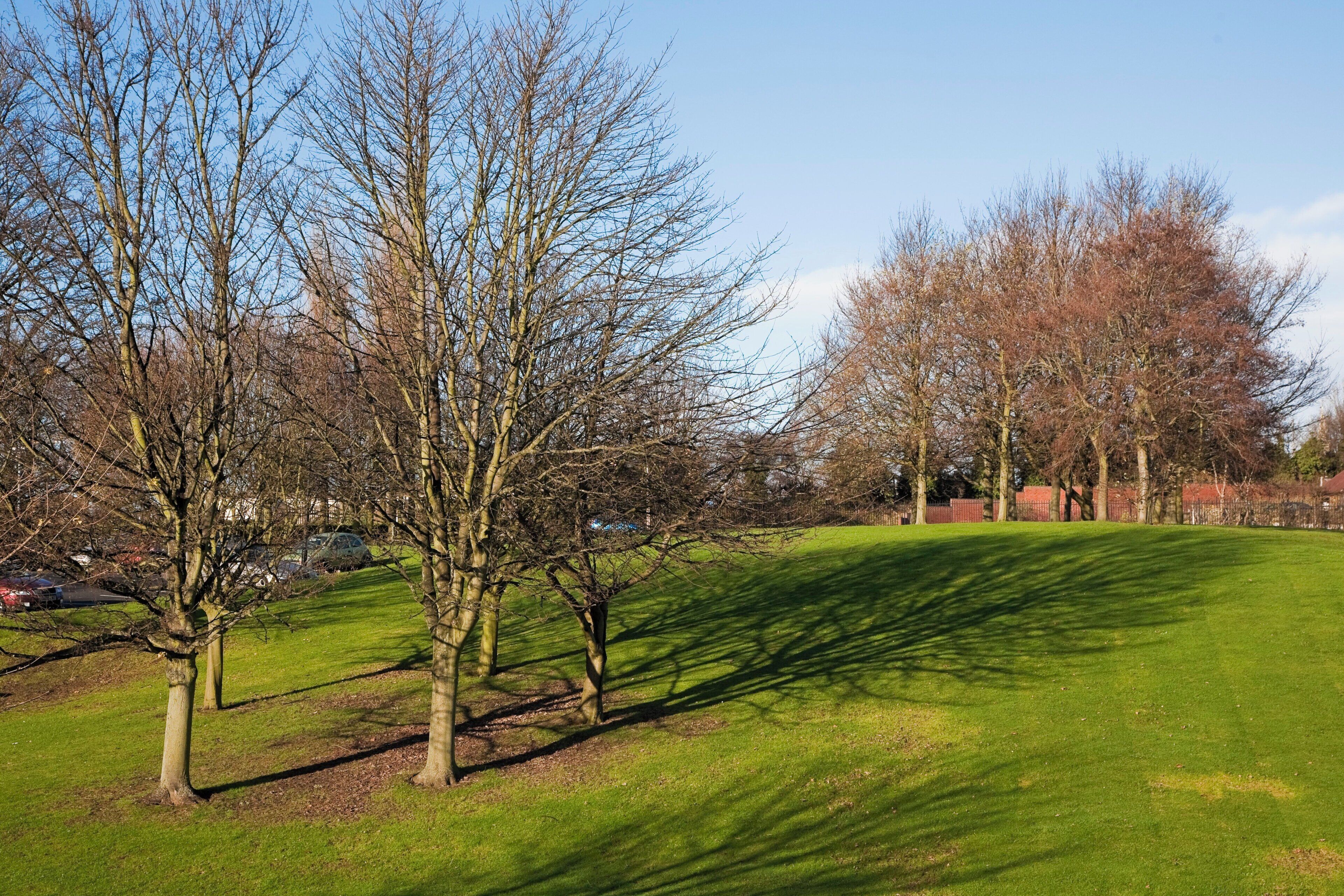 En græsbevokset park med træer og en klar himmel.