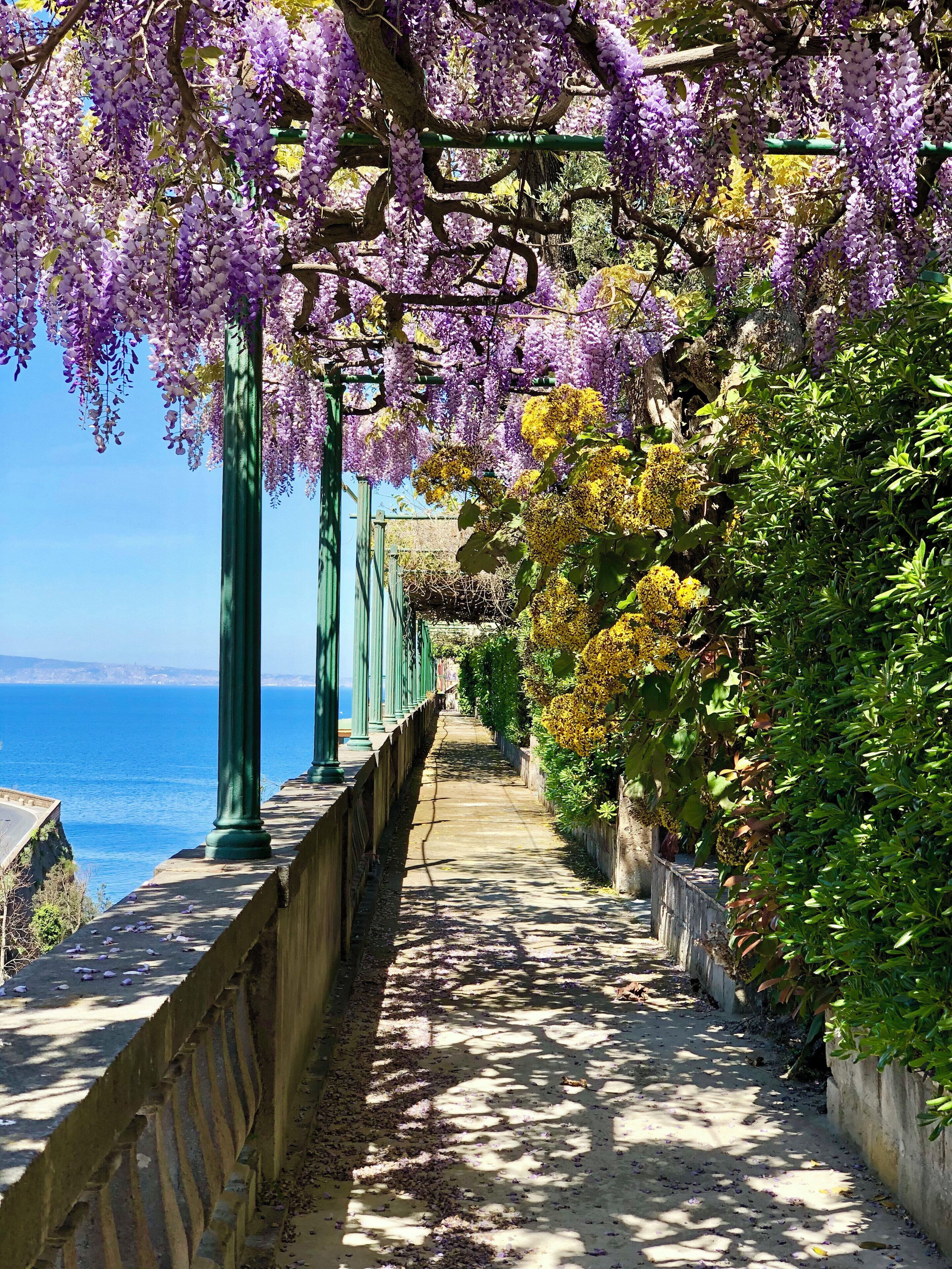 A pathway lined with purple wisteria and yellow flowers, leading to a body of water.