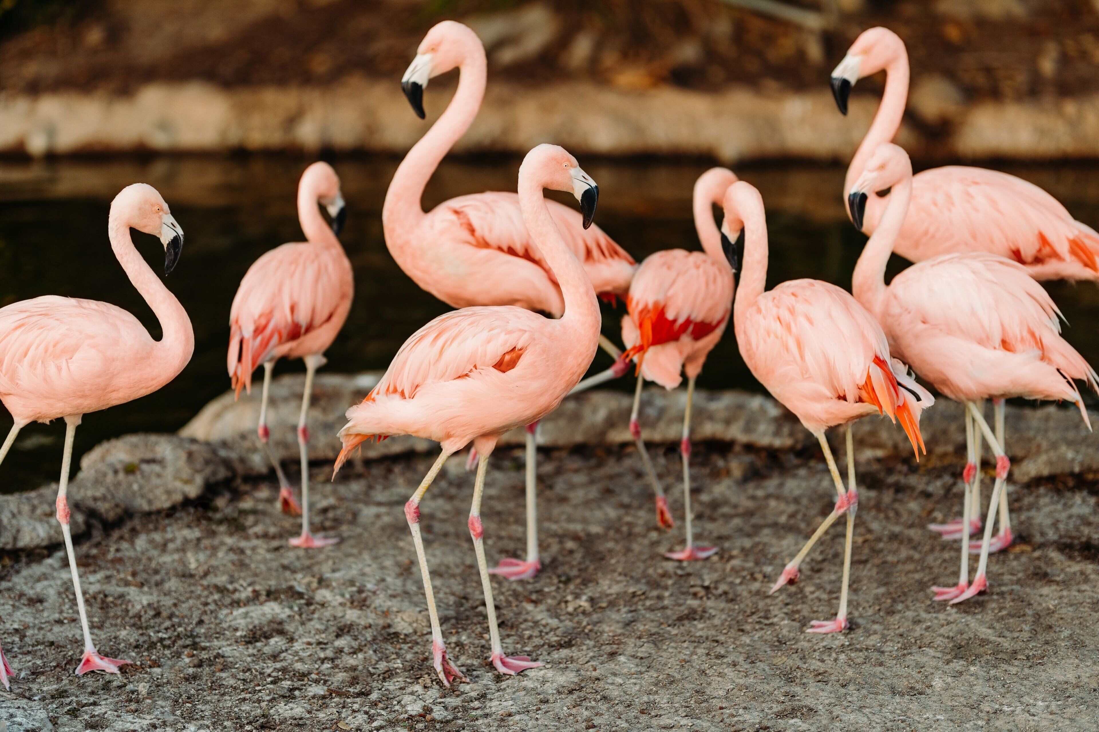 Un grupo de flamencos rosados de pie sobre una superficie rocosa.