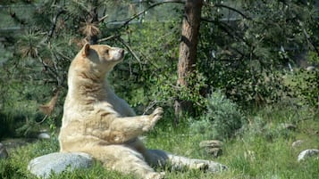 Ein Bär sitzt auf einem Felsen in einer Wiese mit Bäumen im Hintergrund.