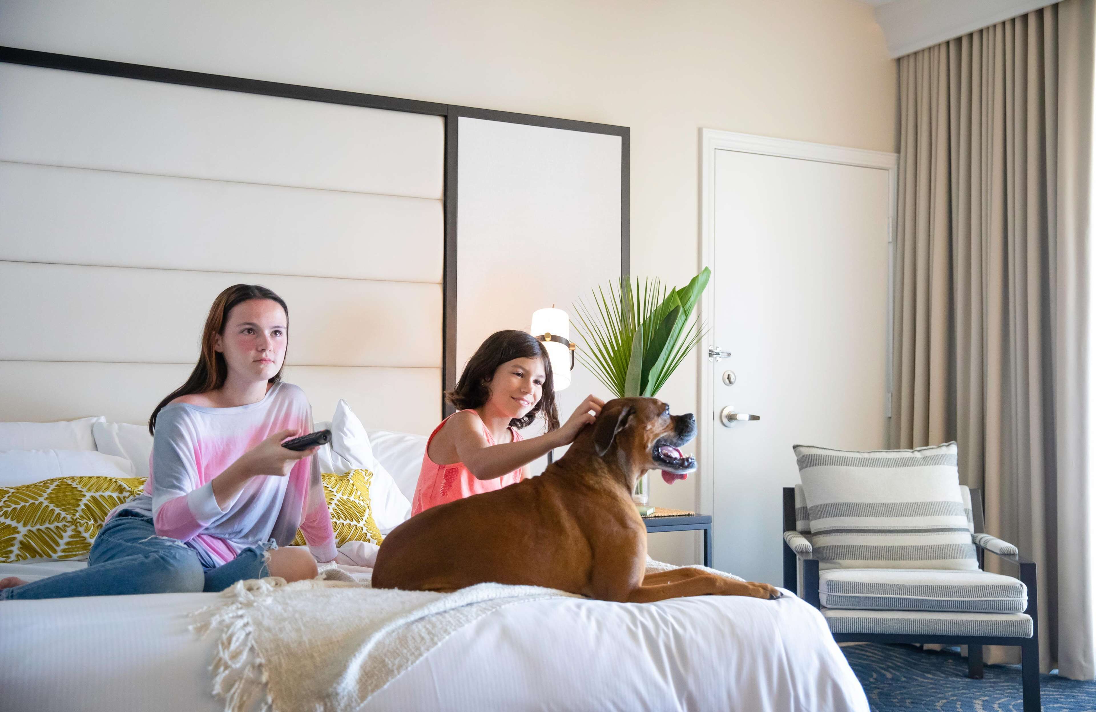 A hotel room with a bed, a chair, and a dog.