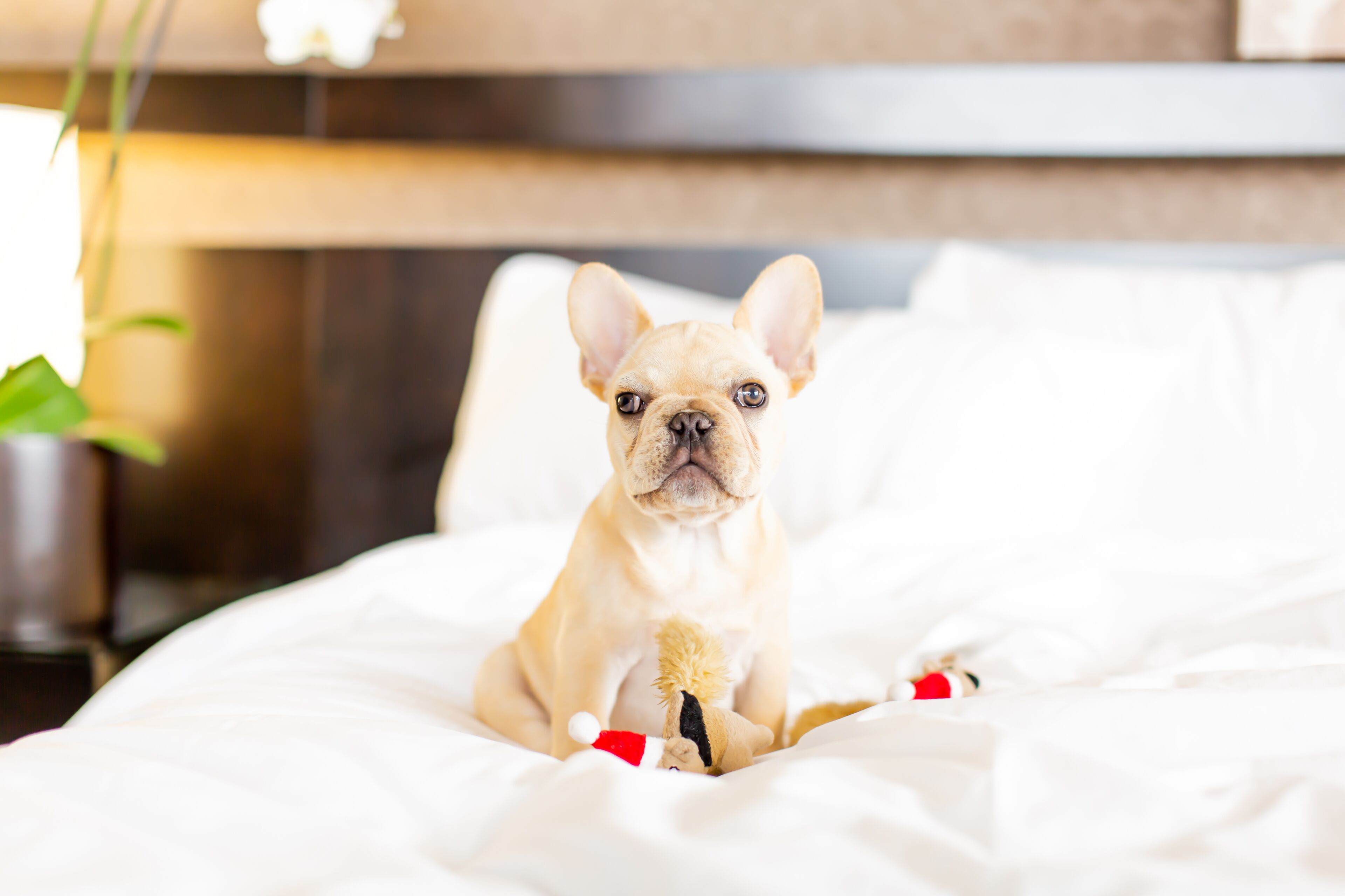 Un petit chien assis sur un lit, avec un jouet en peluche.
