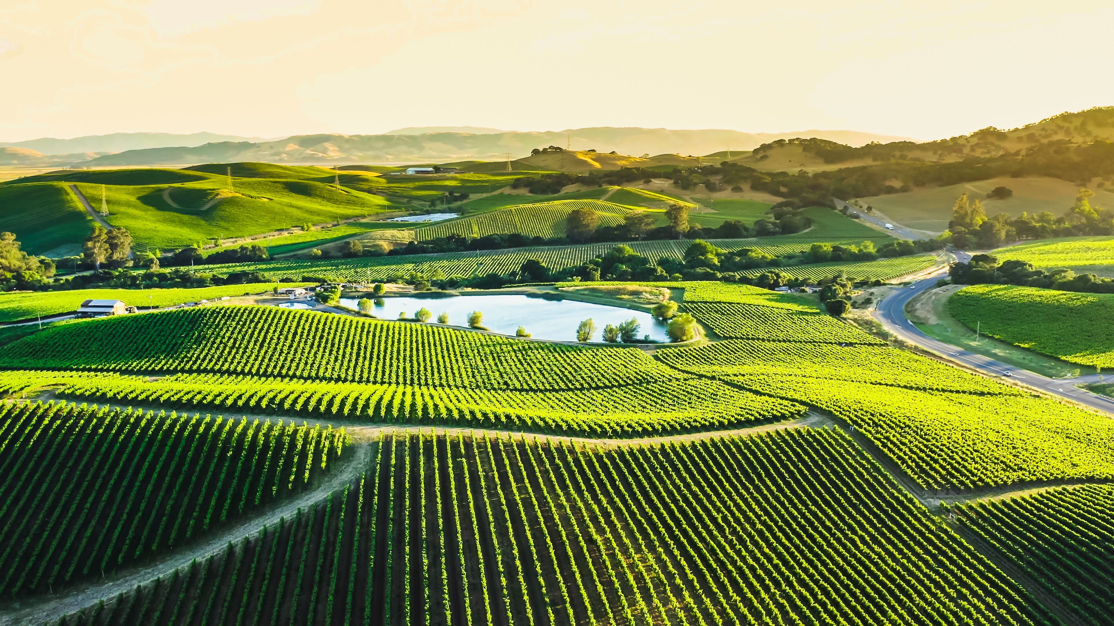 Ein Weinberg mit Rebenreihen, einem kleinen Teich und einer sich durch die Landschaft schlängelnden Straße.