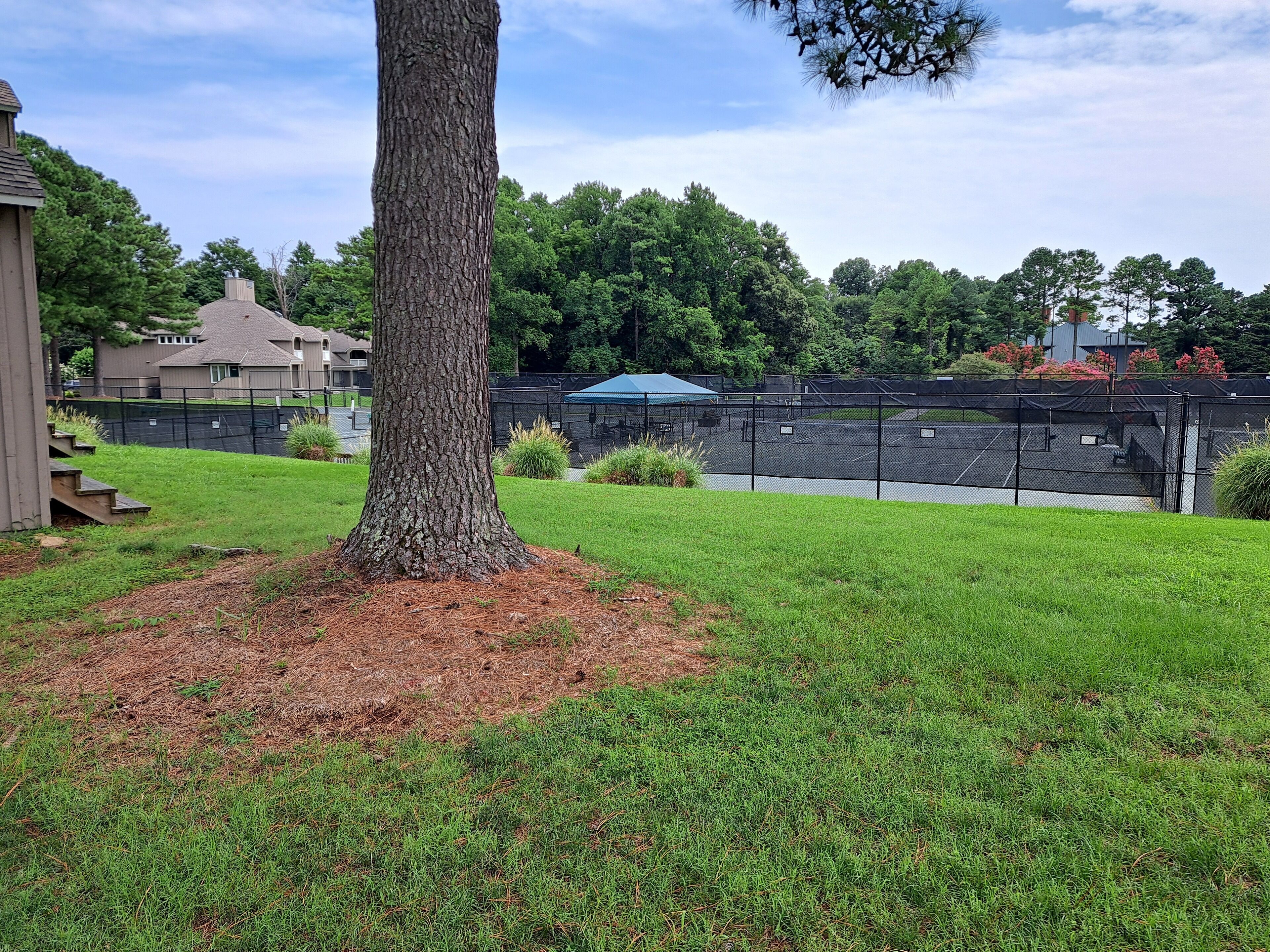 A backyard with a large tree, a fenced tennis court, and a house in the background.