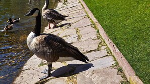 Un Steigenberger Park Hotel con un estanque, patos y gansos cerca del edificio.