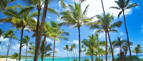Una playa con palmeras y un cielo azul despejado.