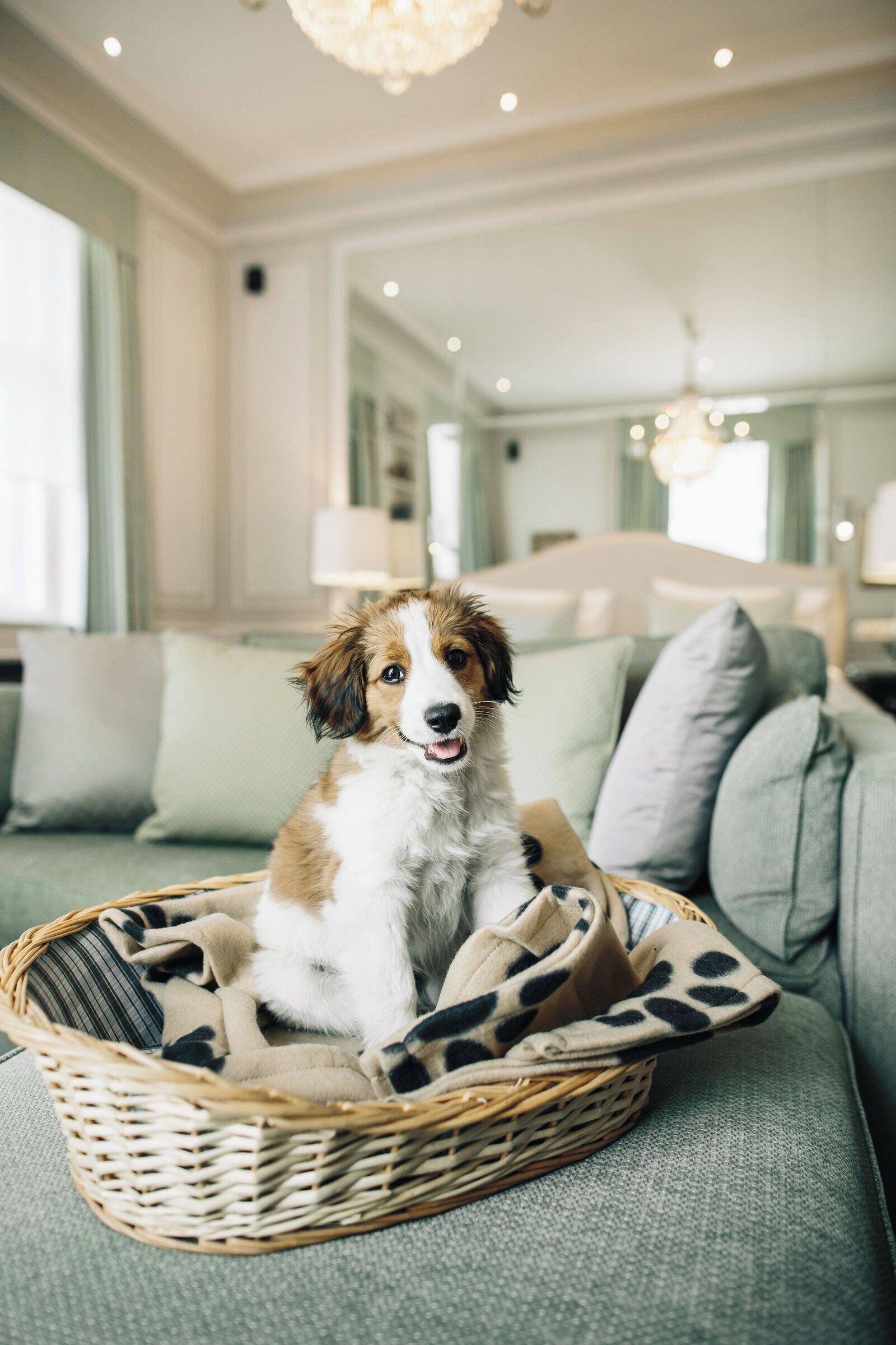 A dog in a wicker basket on a grey sofa in a well-lit room with a chandelier.