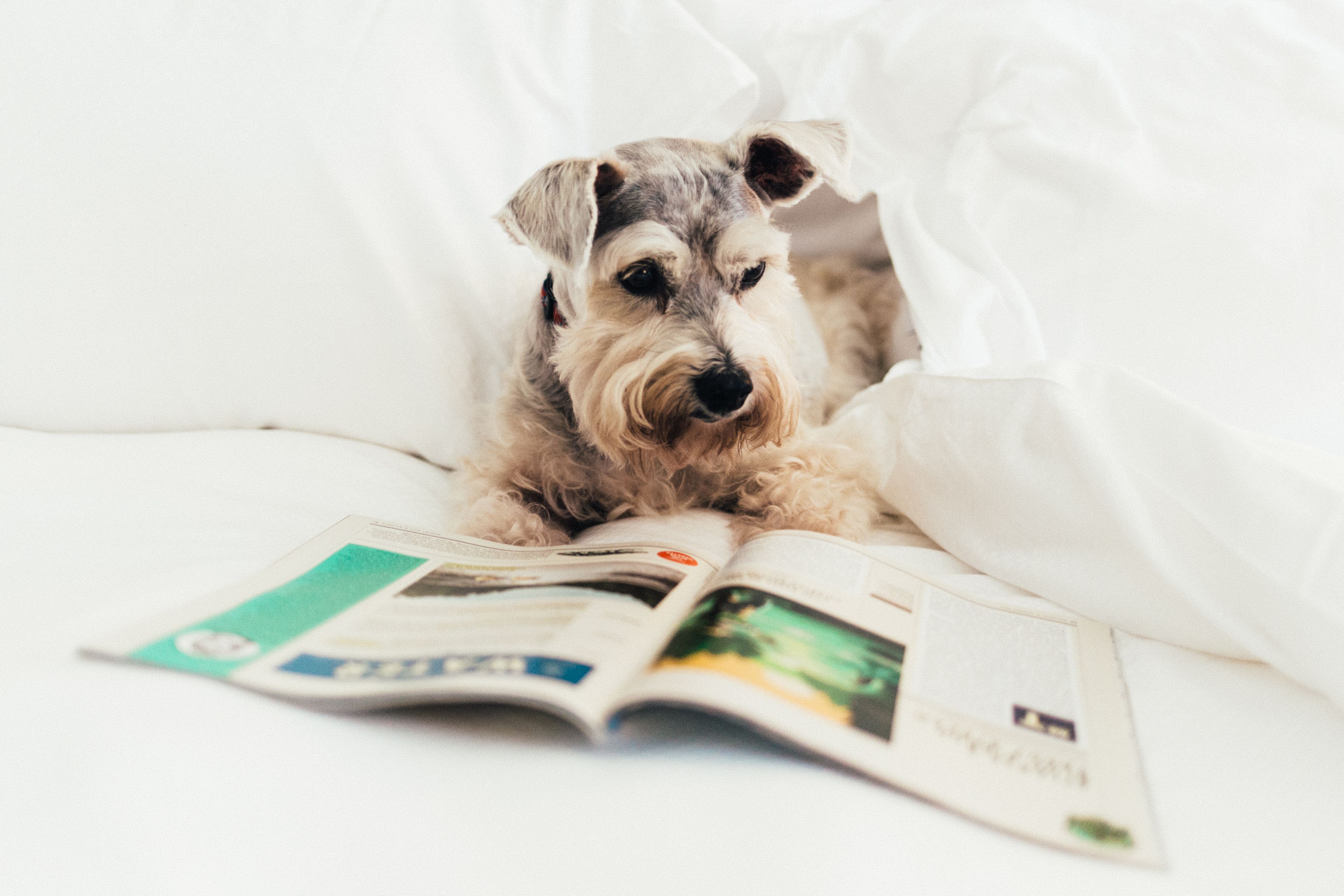 Un perro recostado sobre una cama con una revista.