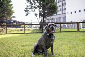 Pet-friendly amenities
