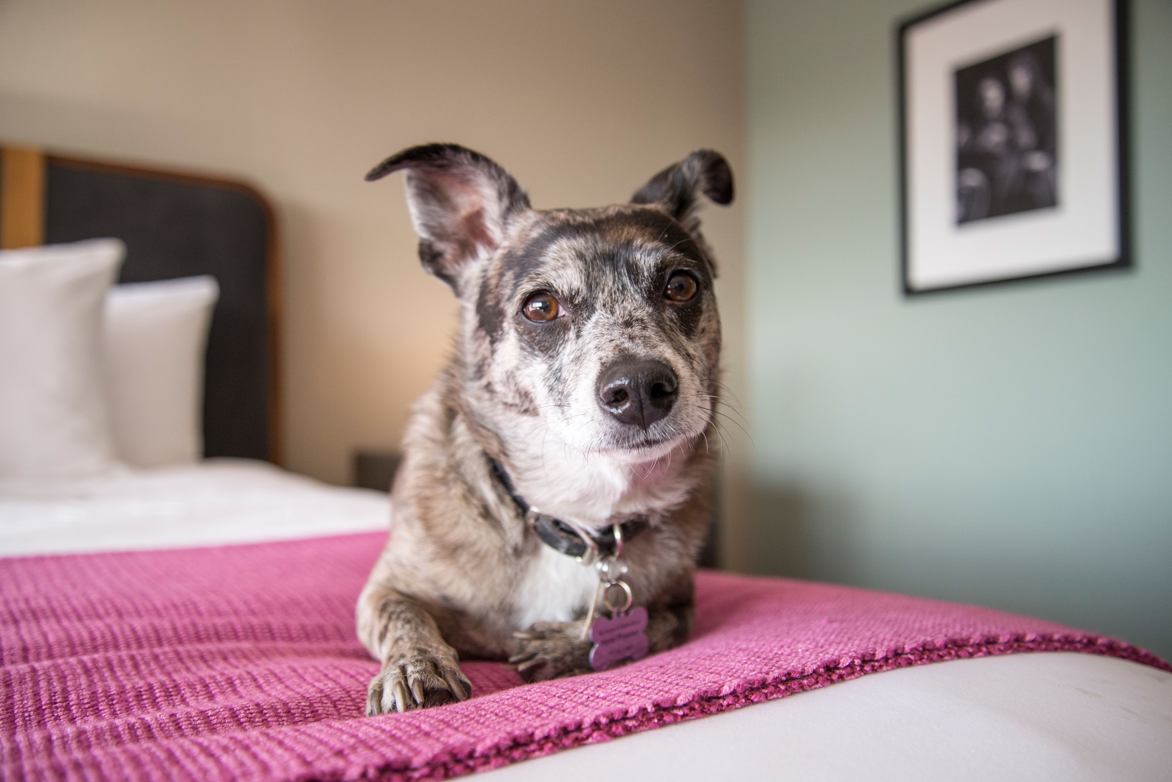 A dog lying on a bed with a pink blanket, a pillow, and a framed picture on the wall.