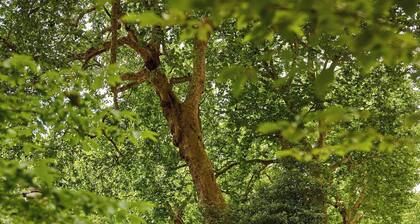 The Royal Horseguards, London