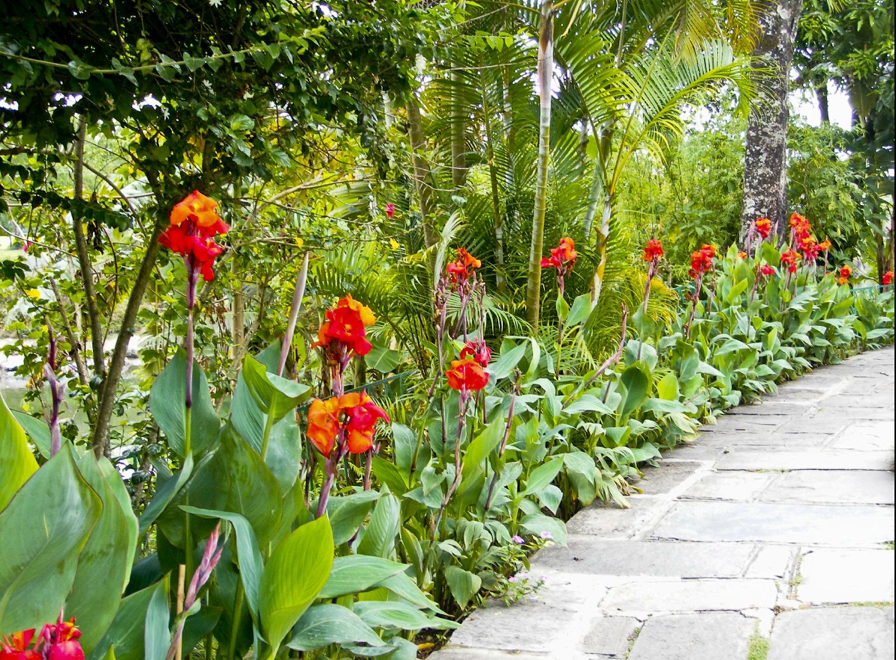 A pathway lined with vibrant red flowers and lush green foliage.