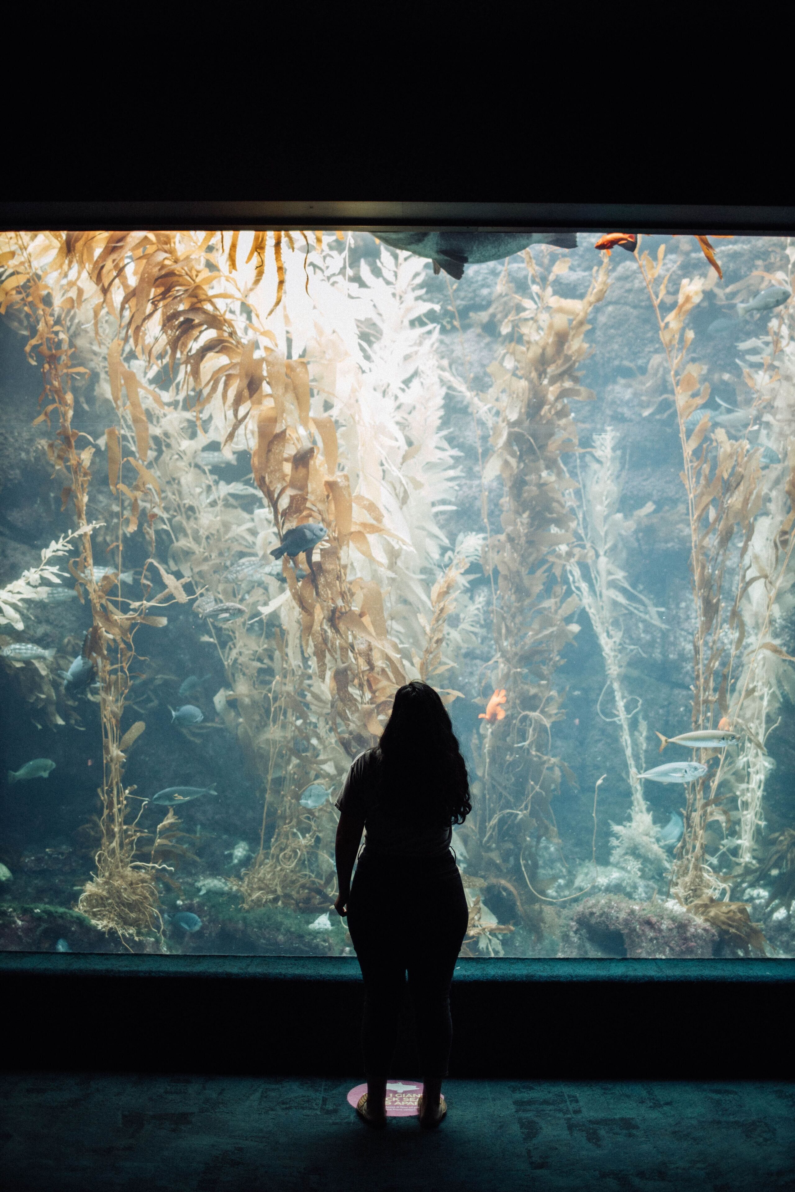 A person standing in front of an aquarium with various fish and aquatic plants.