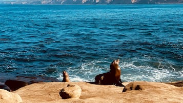 A coastal scene with a rocky foreground and a clear view of the ocean.
