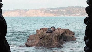 Un afloramiento rocoso con lobos marinos en primer plano y un pueblo costero al fondo.