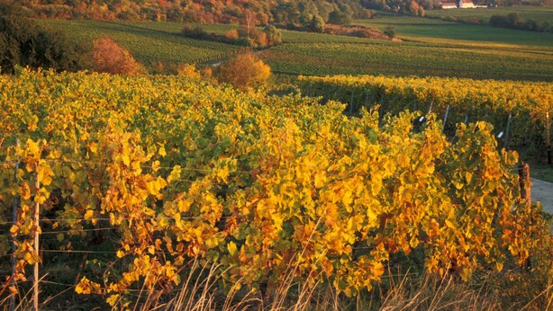 A vineyard with rows of grapevines. - Mercure Bad Duerkheim an den Salinen (Bad Durkheim)