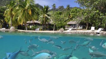 Private beach, white sand, sun loungers, beach umbrellas