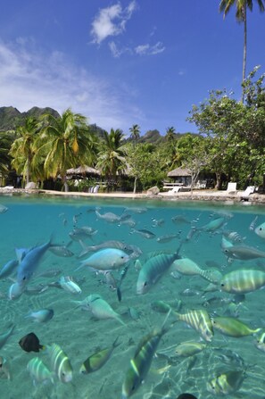 Private beach, white sand, sun loungers, beach umbrellas