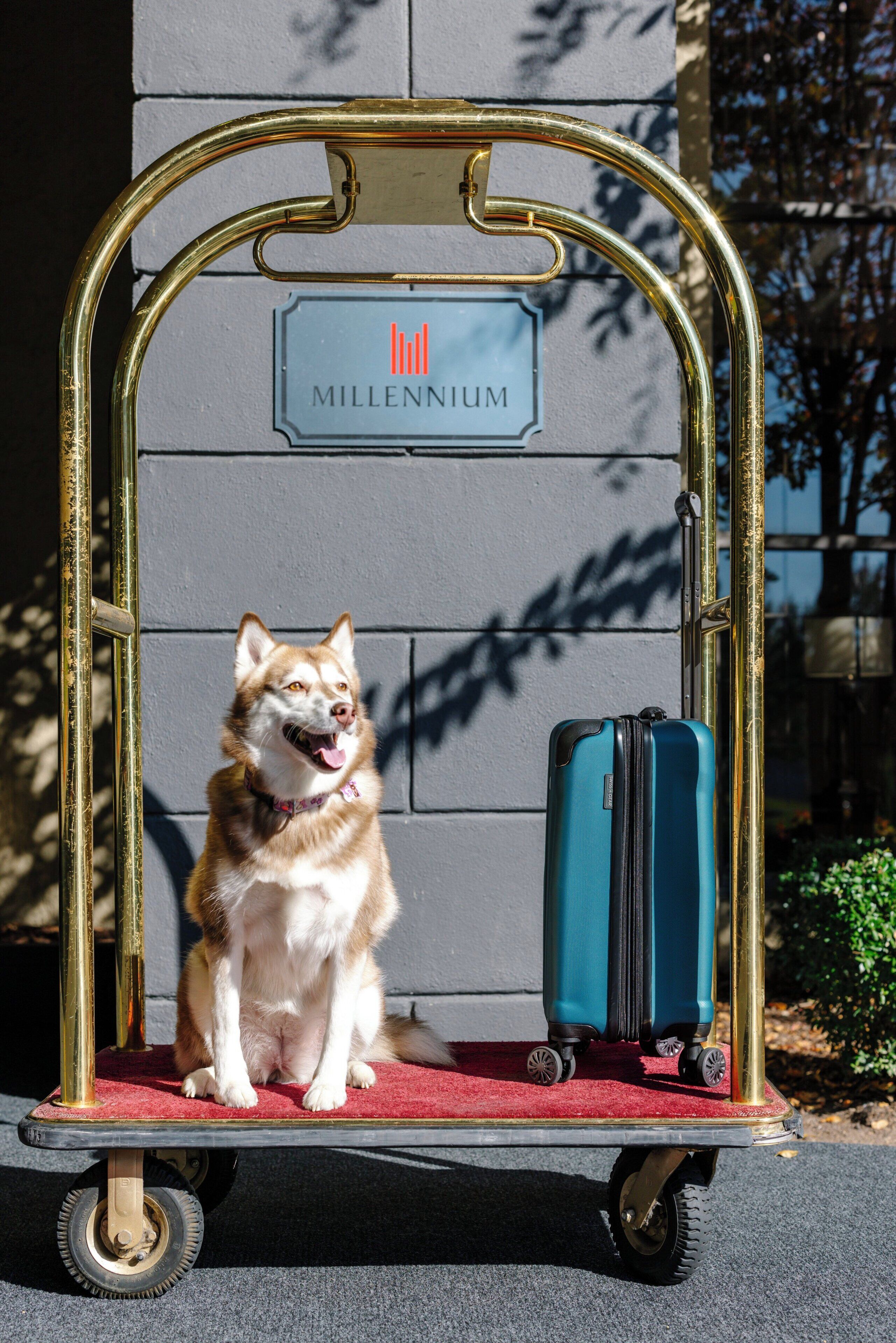 A dog sitting on a cart with a suitcase in front of a wall with a sign that reads 'MILLENNIUM'.