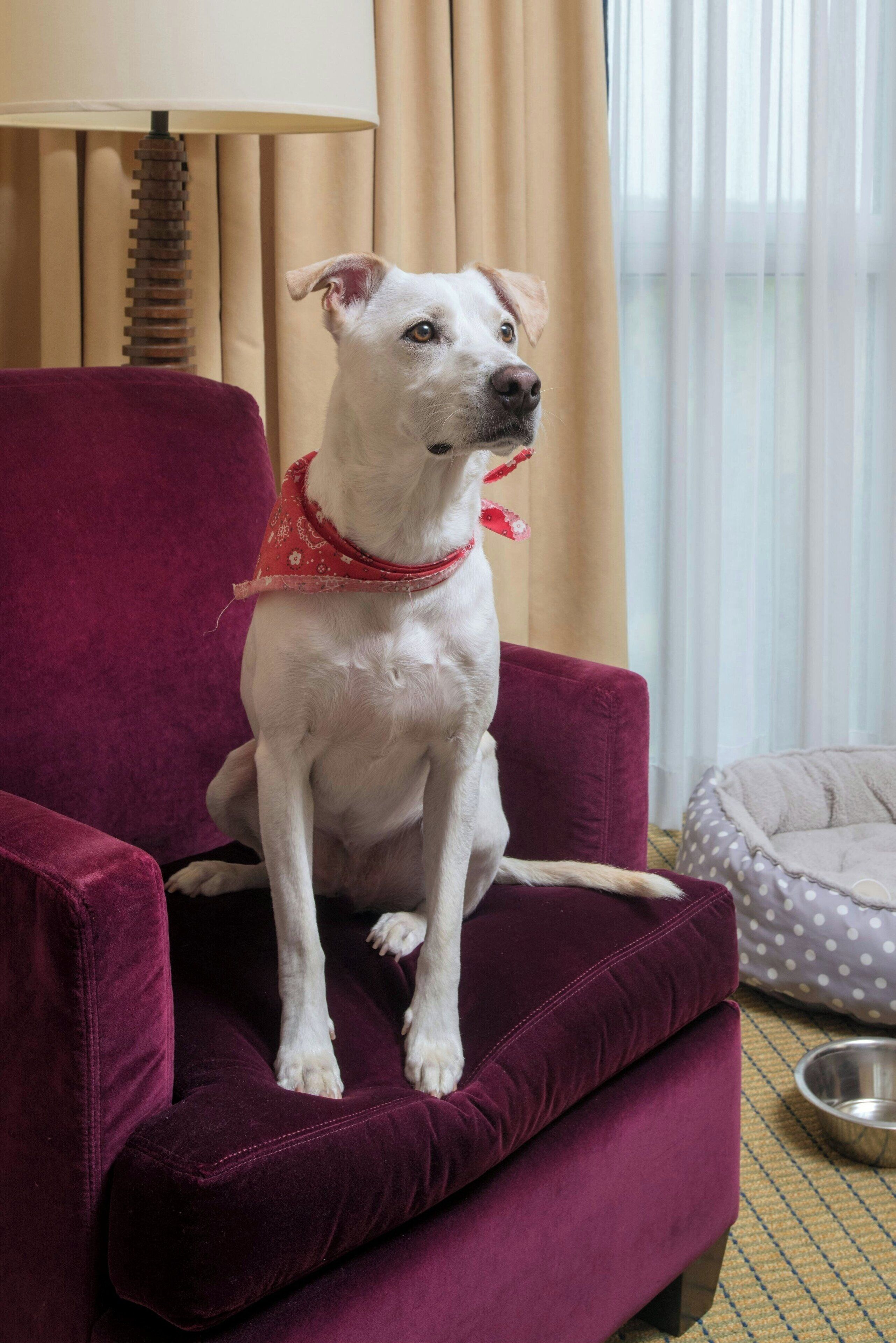 room, 1 king bed, balcony | 1 bedroom, premium bedding, down duvets, desk