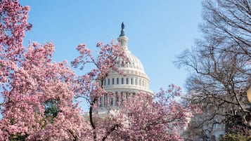 A large white building with a dome and a statue on top, surrounded by cherry blossom trees.
