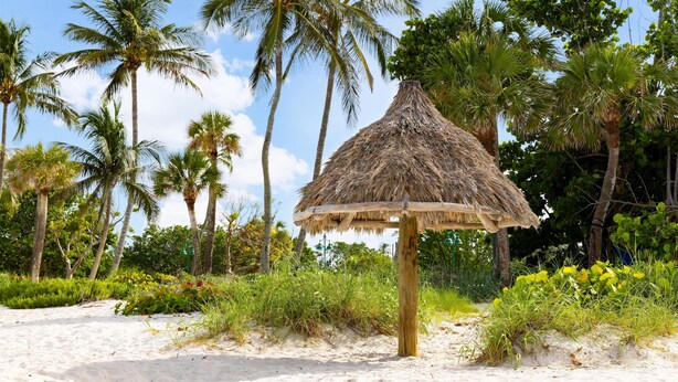 A beach with a thatched-roof structure, palm trees, and sandy terrain.