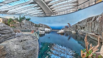 Una piscina interior con agua cristalina, rodeada de formaciones rocosas y un techo de cristal.