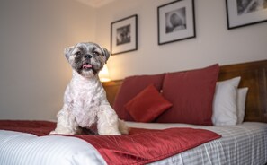Room, 1 King Bed (Pet) | Minibar, in-room safe, desk, laptop workspace