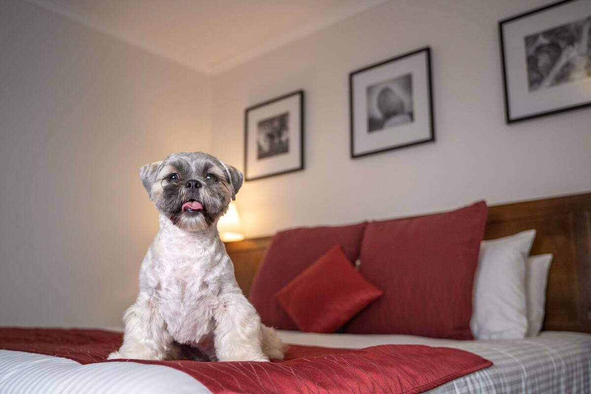 A dog sitting on a bed with a red pillow and a white blanket.