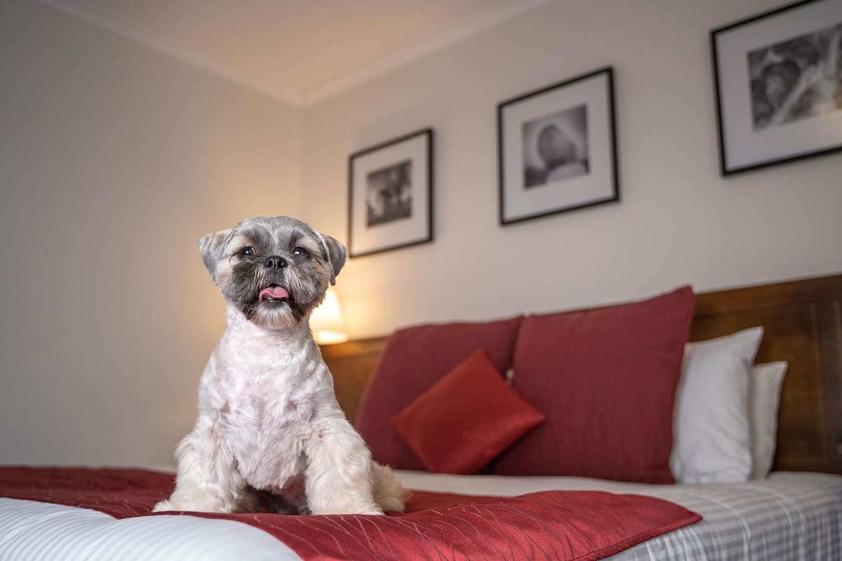 A dog sitting on a bed with a red pillow and a white blanket.