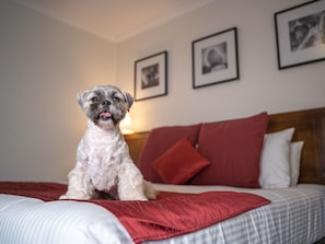 A dog sitting on a bed with a red pillow and a white blanket.