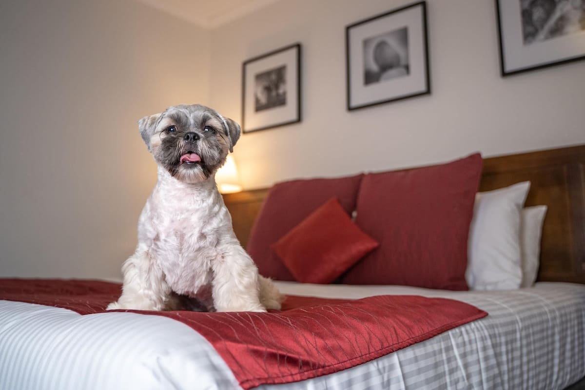 Rum - 1 kingsize-säng (Pet) | Minibar, värdeförvaringsskåp på rummet, skrivbord och ljudisolering