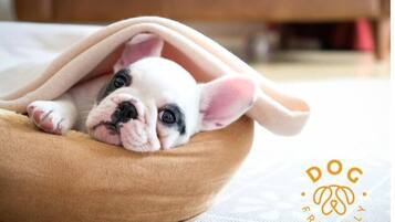 Un perro pequeño en una cama redonda y acogedora color beige.