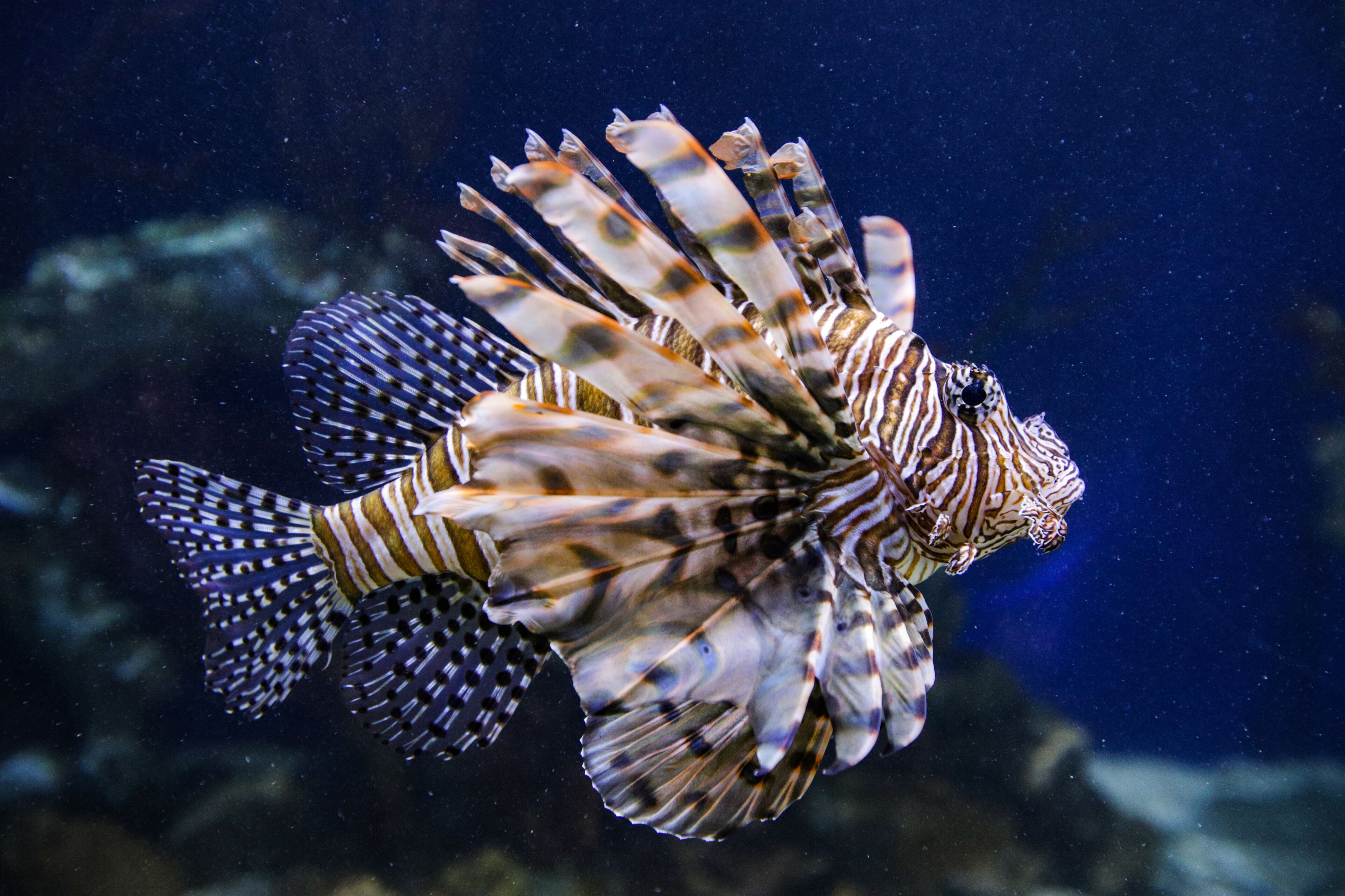 Photo - Aloft Atlanta Downtown