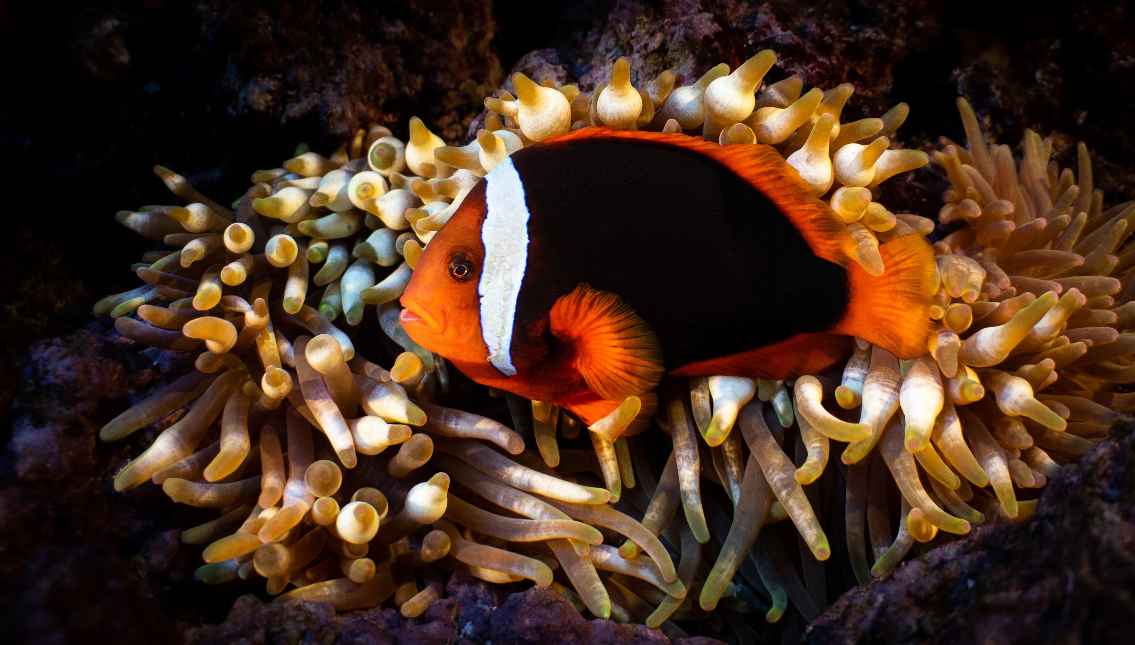 Photo - Aloft Atlanta Downtown