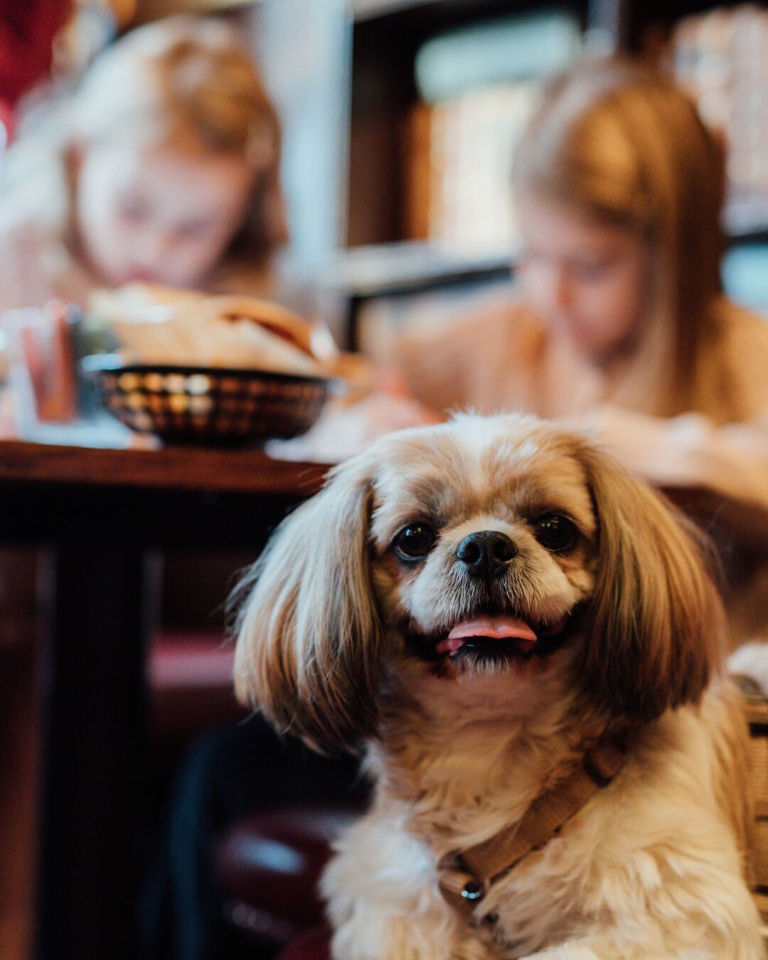 Een hond zittend aan een tafel met een mand brood.