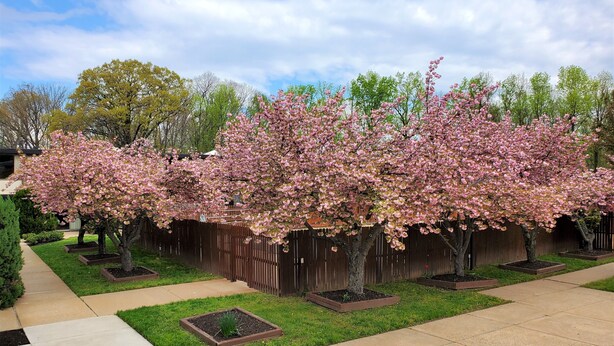 A garden with flowering trees, a wooden fence, and a paved walkway.