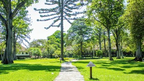 Un sendero de piedra en un parque, con árboles y un edificio al fondo.