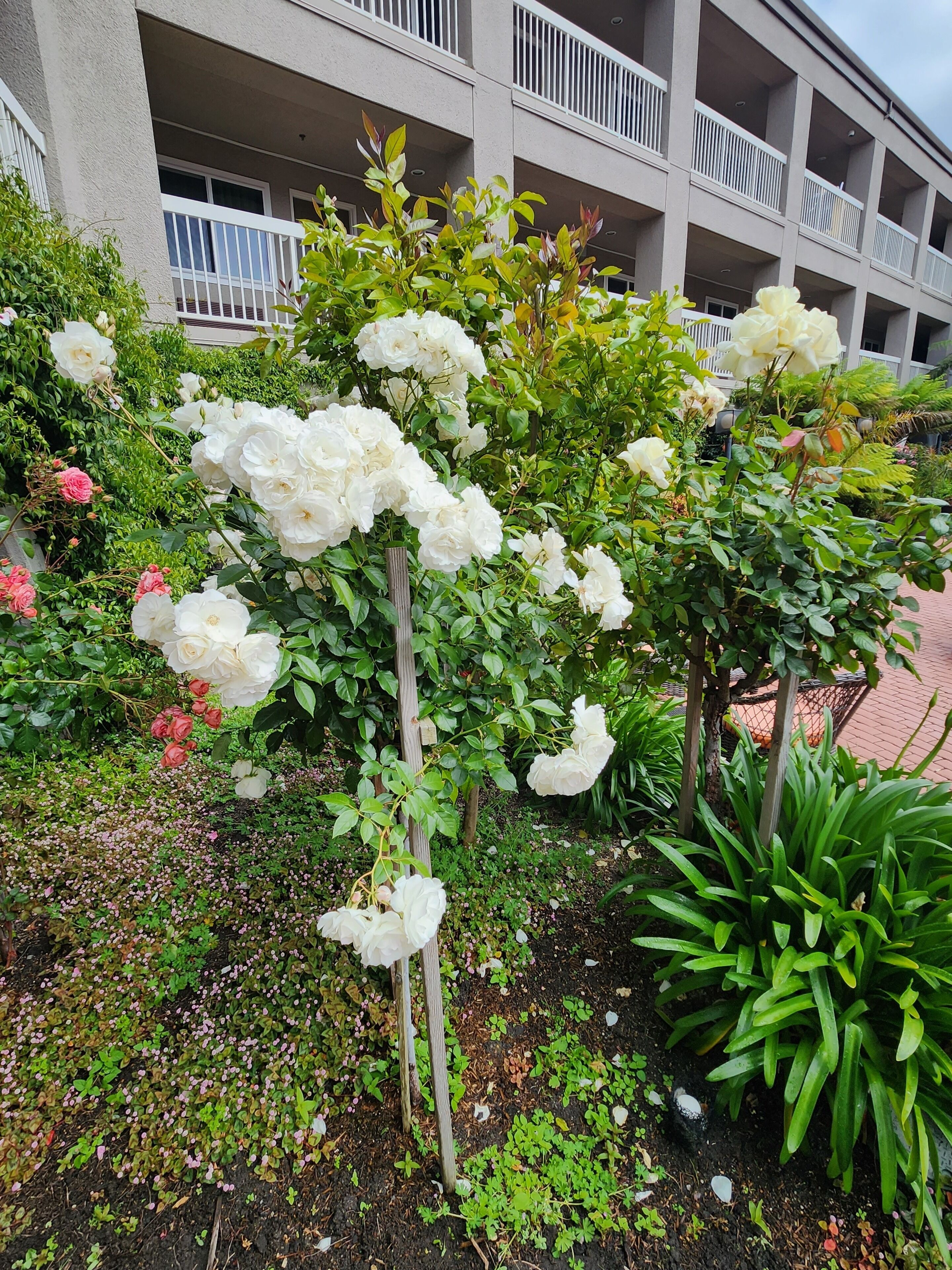 花園