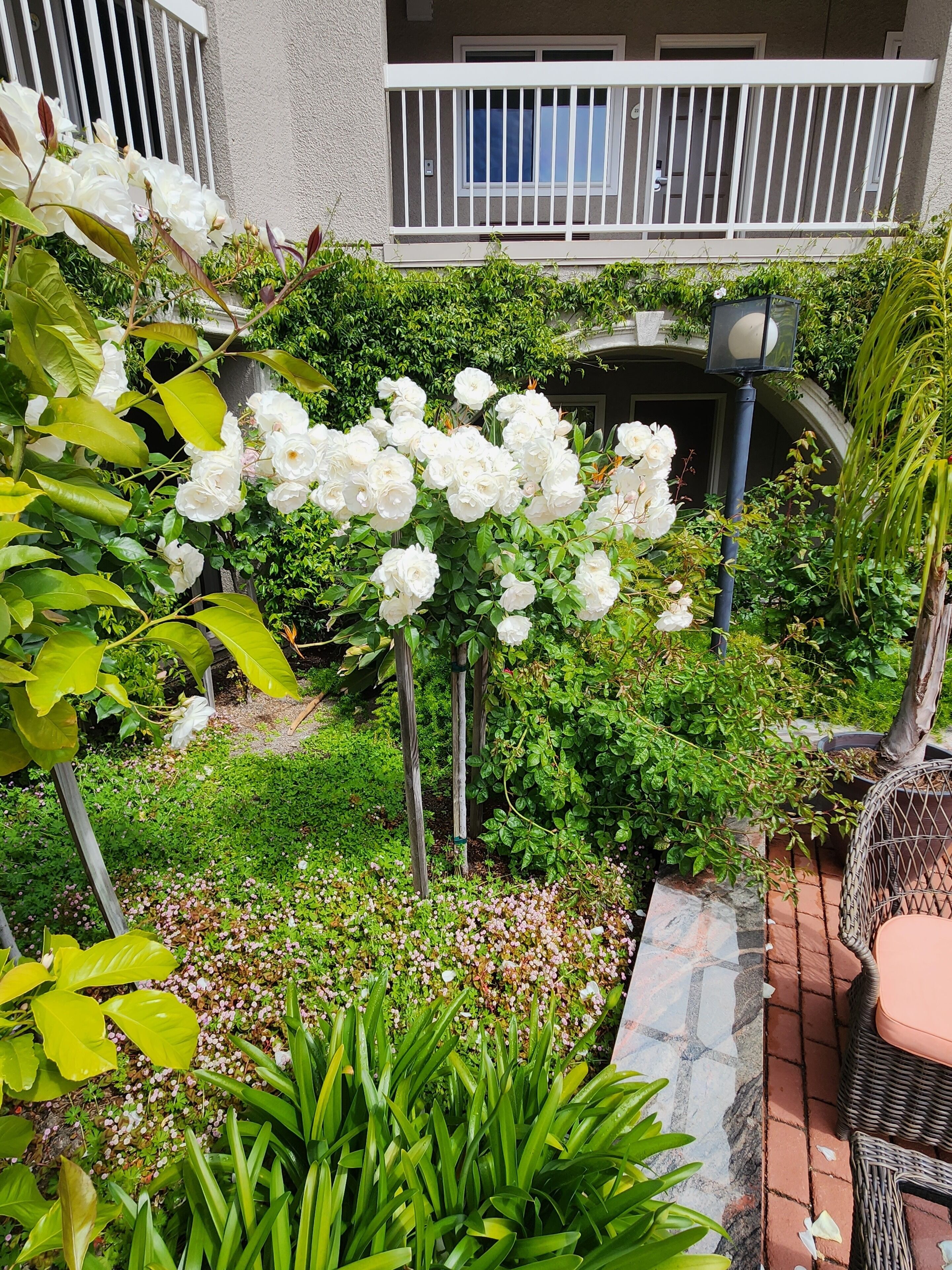 Photo - La Quinta by Wyndham San Francisco ARPT West Millbrae-HTD POOL FREE ARPRT SHTL