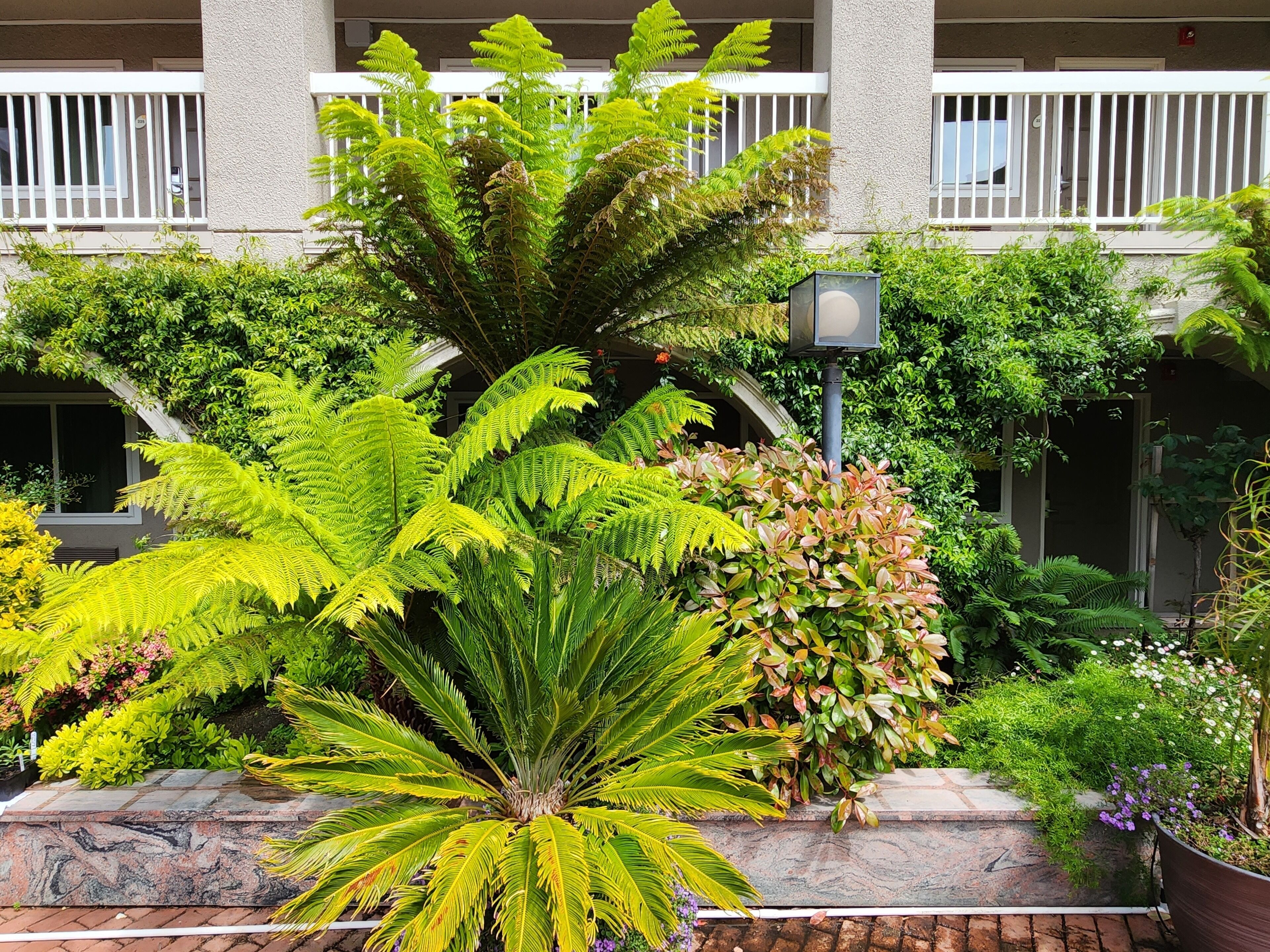 Un jardin luxuriant, avec une variété de plantes, et un chemin de pierre menant à un bâtiment doté d’un balcon.