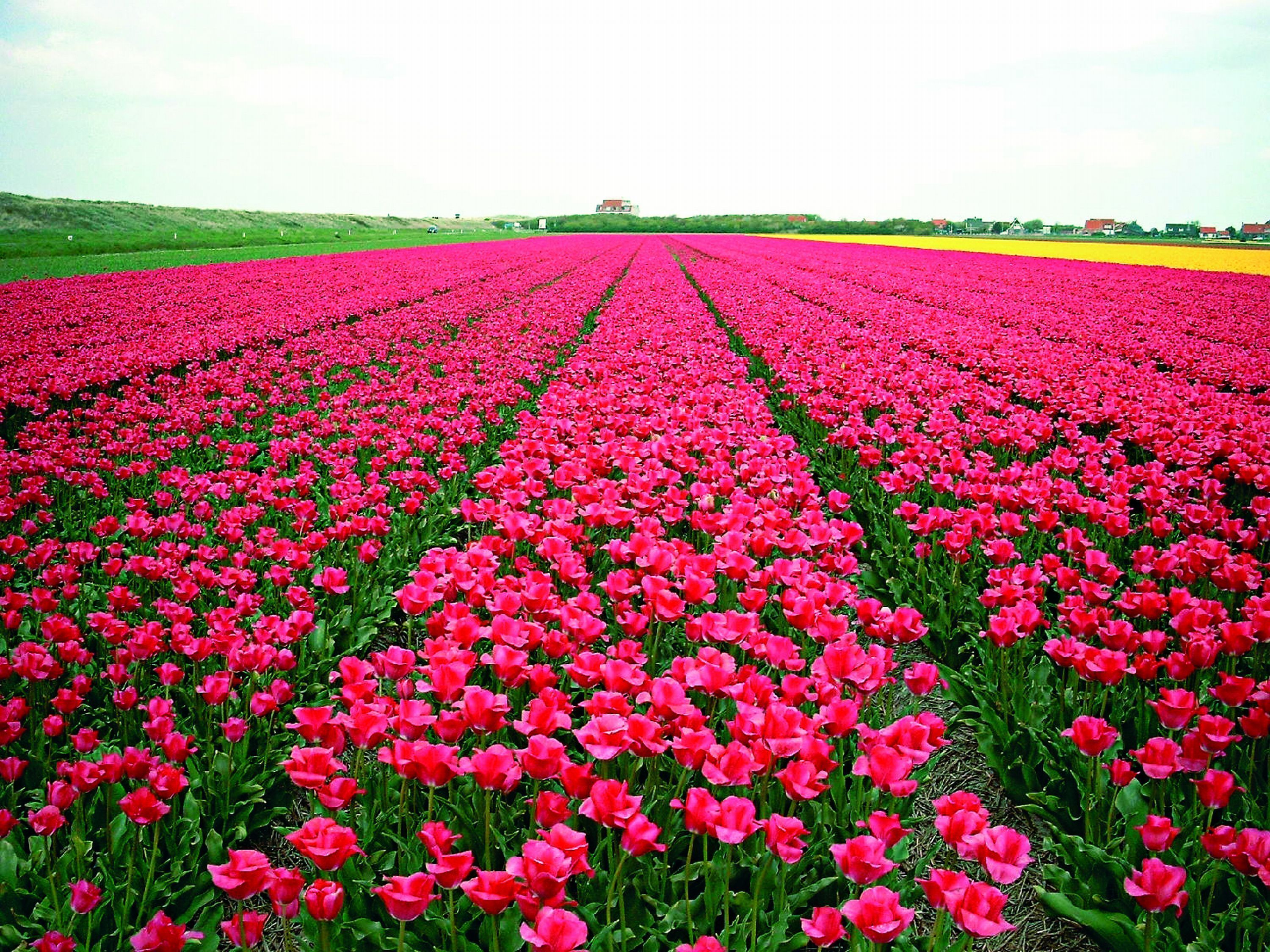 A field of vibrant pink flowers, likely a tulip field, with a clear sky and distant buildings.
