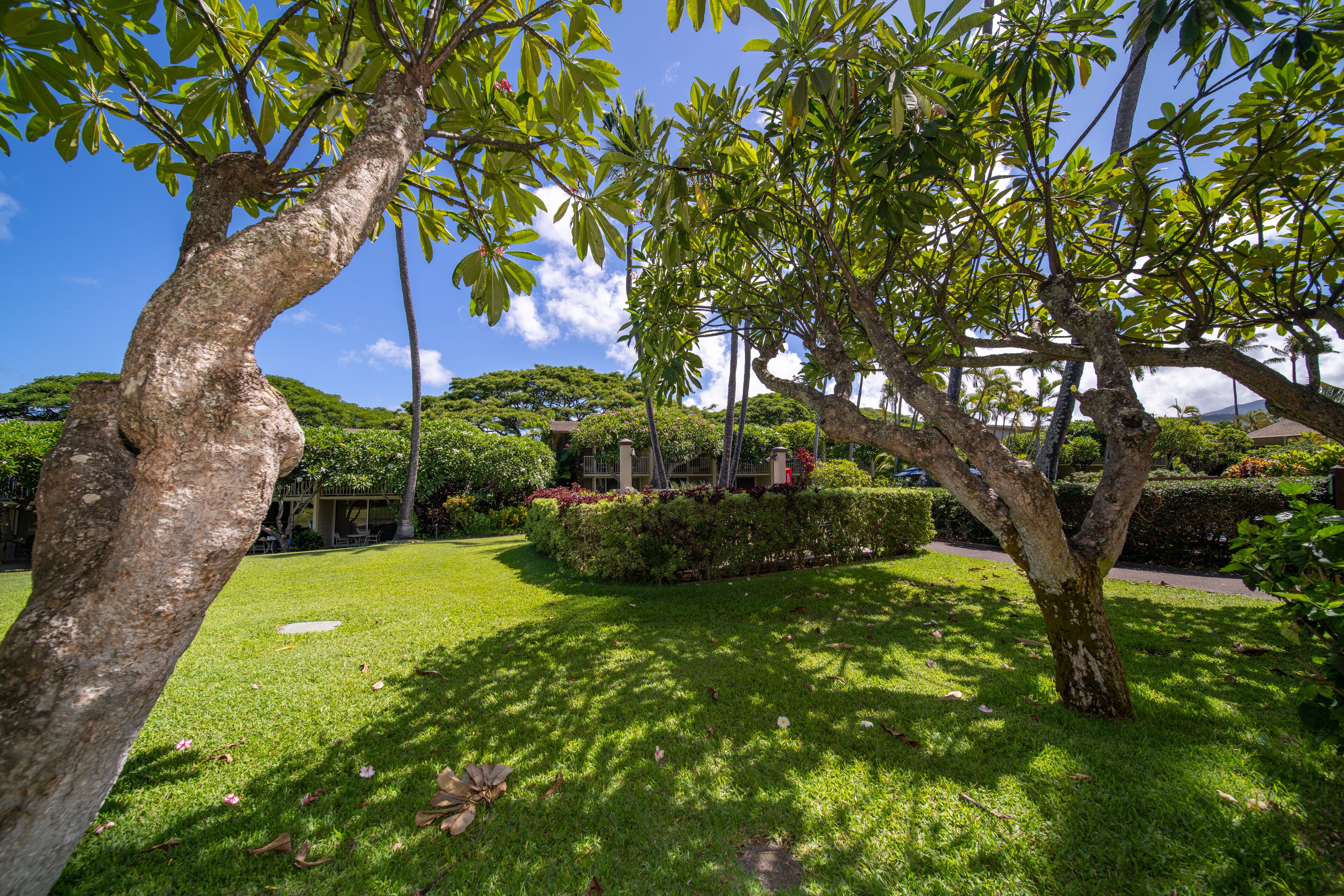 Un jardín bien cuidado con árboles maduros y césped impecable.