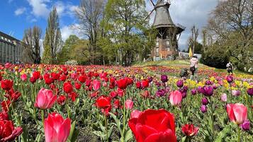 A windmill surrounded by a field of tulips.