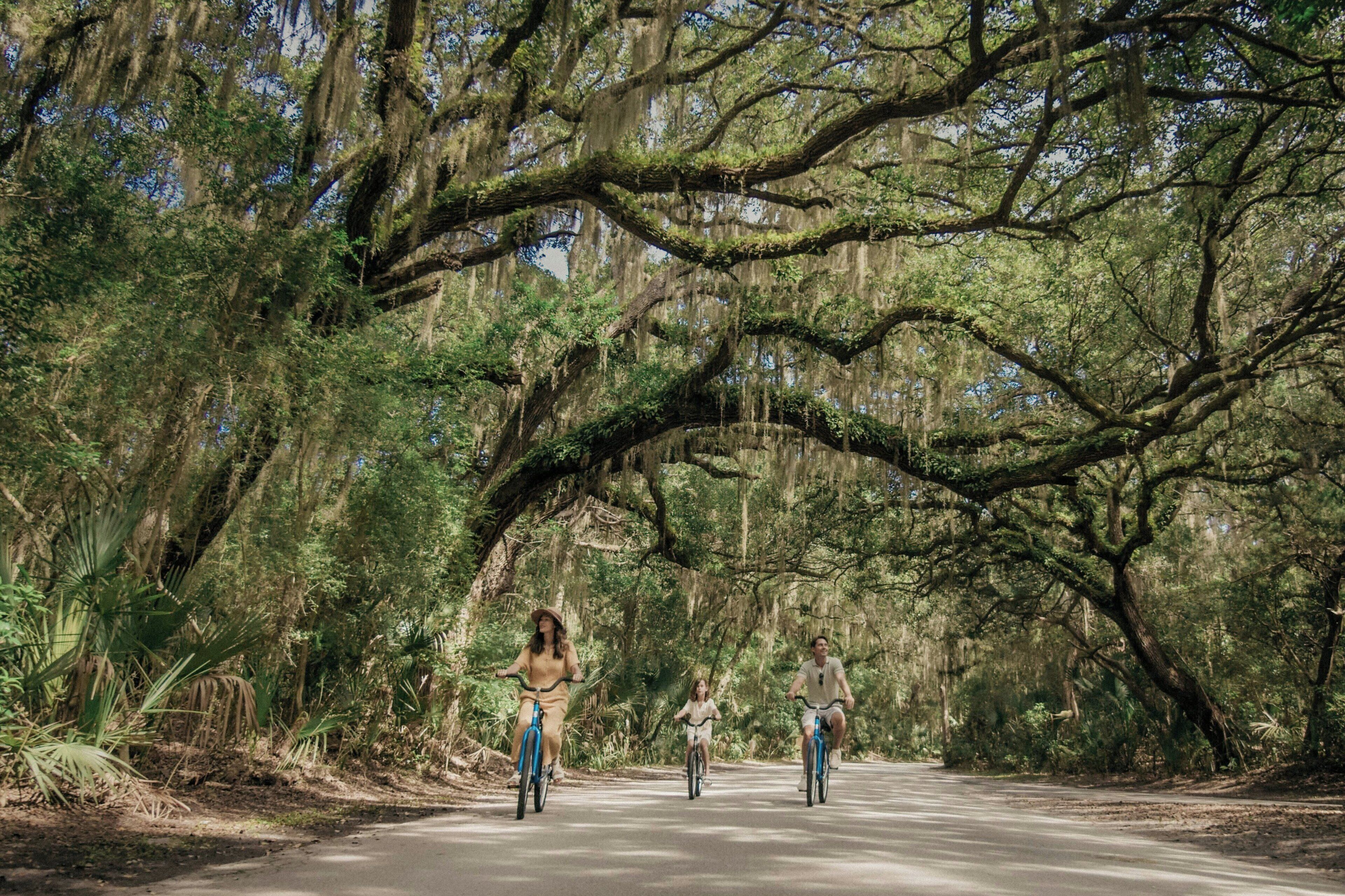 A paved road flanked by dense, green foliage and large, moss-covered trees.