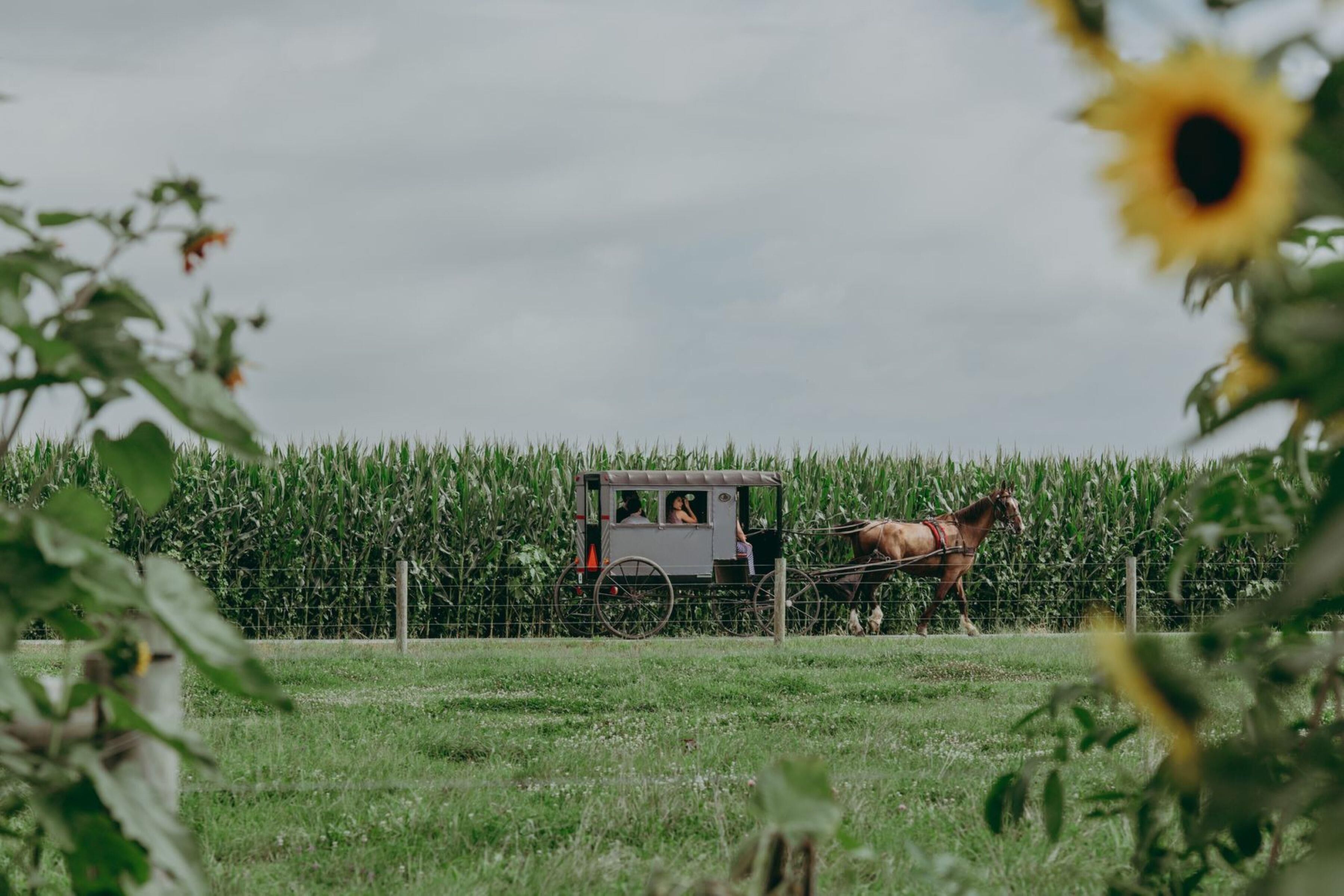 Une calèche tirée par des chevaux se trouve dans un champ, avec un champ de maïs en arrière-plan.