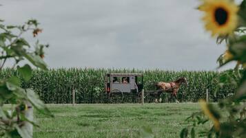 Une calèche tirée par des chevaux se trouve dans un champ, avec un champ de maïs en arrière-plan.